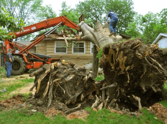 affordable tree service houston